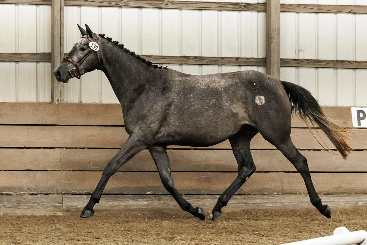 クリスタル　Running Horse Women's CTM Ultra Trail Running Shoes - Challenger Teamwear